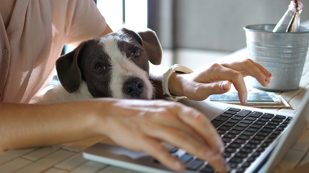  Working from home vs office: Pets getting in the way