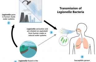 Transmission of legionella bacteria infographic